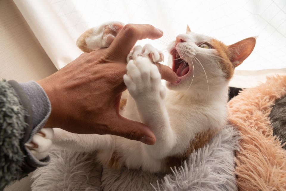 An image of a white cat with ginger ears trying to bite a person's hand