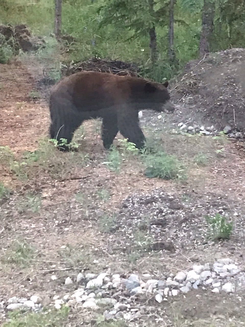 A black bear wandering Al Fozard's property in Whitehorse's Mary Lake subdivision, June 2023.