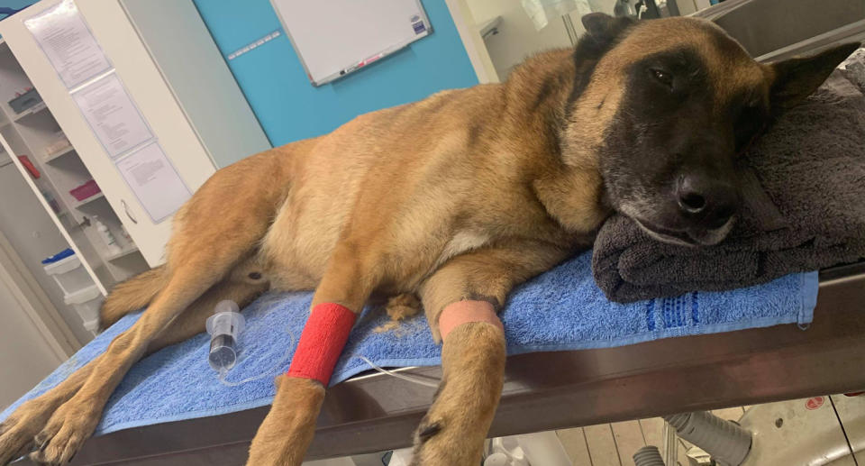 Bandit at the vets receiving treatment for a venomous snake bite