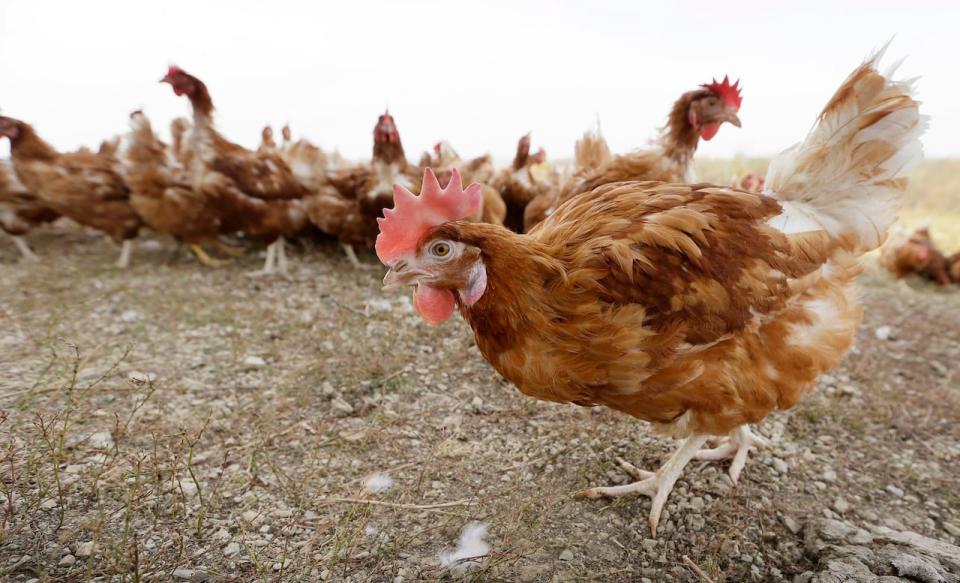 Cage-free chickens walk in a fenced pasture on the Francis Blake organic farm, Wednesday, Oct. 21, 2015, near Waukon, Iowa. Blake gathers an average of 2,500 dozen eggs a week from his flock of 5,000 cage-free hens. An increasing customer demand for more eggs from chickens free from cages has left U.S. egg farmers with the question of whether to spend millions of dollars to convert or build cage-free barns.
