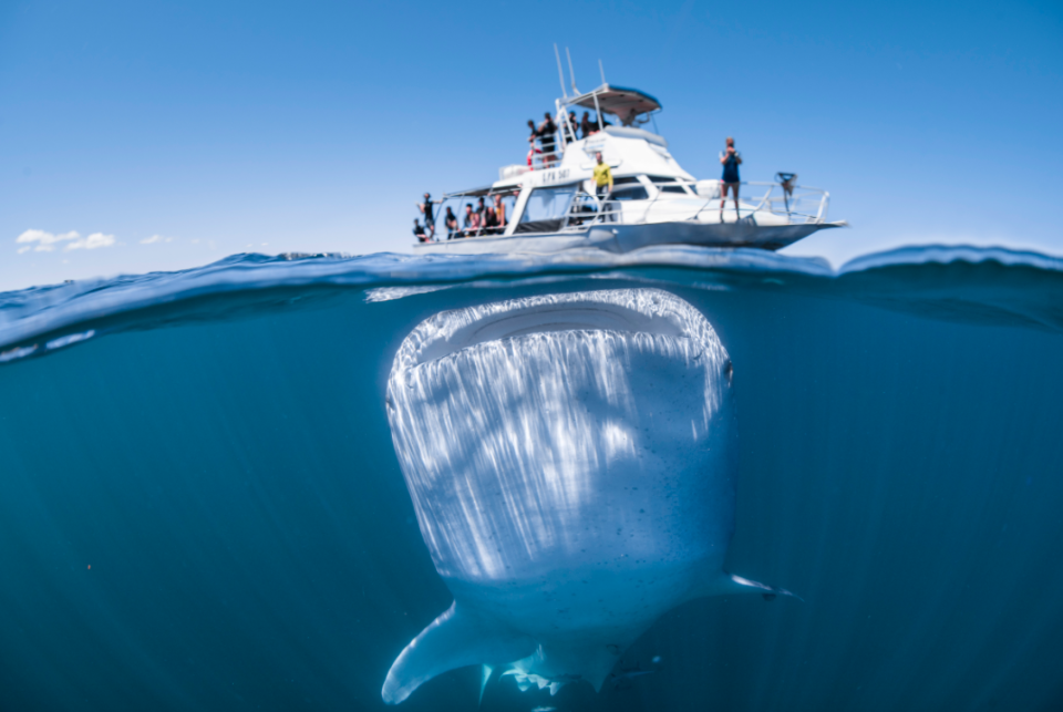 <em>The whale shark was captured looming under a boatload of tourists (SWNS)</em>