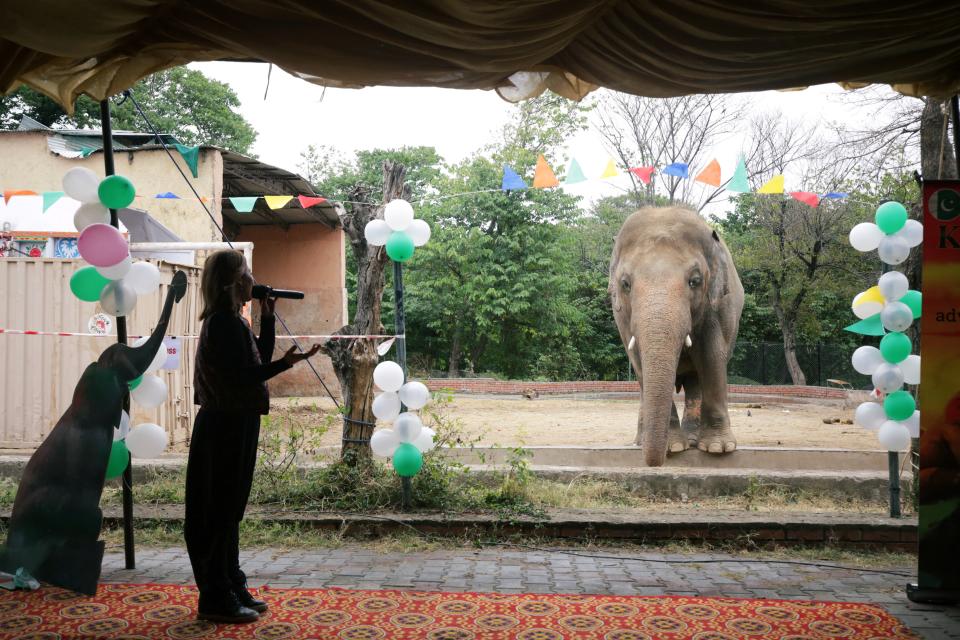 <p>A farewell karaoke party was held for Kaavan, as he waits to be transported to a sanctuary in Cambodia</p>REUTERS