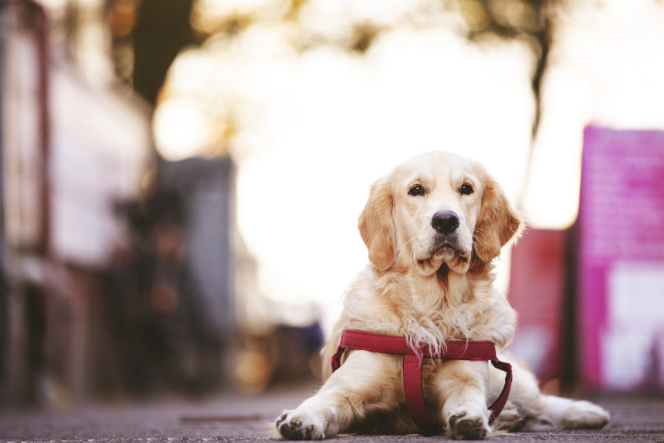 Wieder einmal beweist der Hund, dass er der beste Freund des Menschen ist. (Symbolbild: Getty Images)