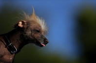 <p>A dog named Icky pokes his tongue out during the competition, which was won by another pooch names Sweepee Rambo. (Justin Sullivan/Getty Images)</p>