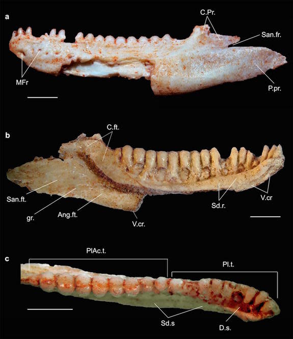 The jaw, photographed from different angels, of Gueragama sulamerica.