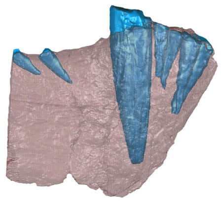 A handout image of a CT scan of the front half of a lower jaw bone of a saber-toothed mammal-like beast that prowled Tanzania 255 million years ago. Bone is shown in red and teeth are in blue. Importantly, this is not the specimen in which the odontoma was found; it is included as a representative of what gorgonopsian jaws and teeth look like. Courtesy Christian Sidor/Megan Whitney/Handout via REUTERS