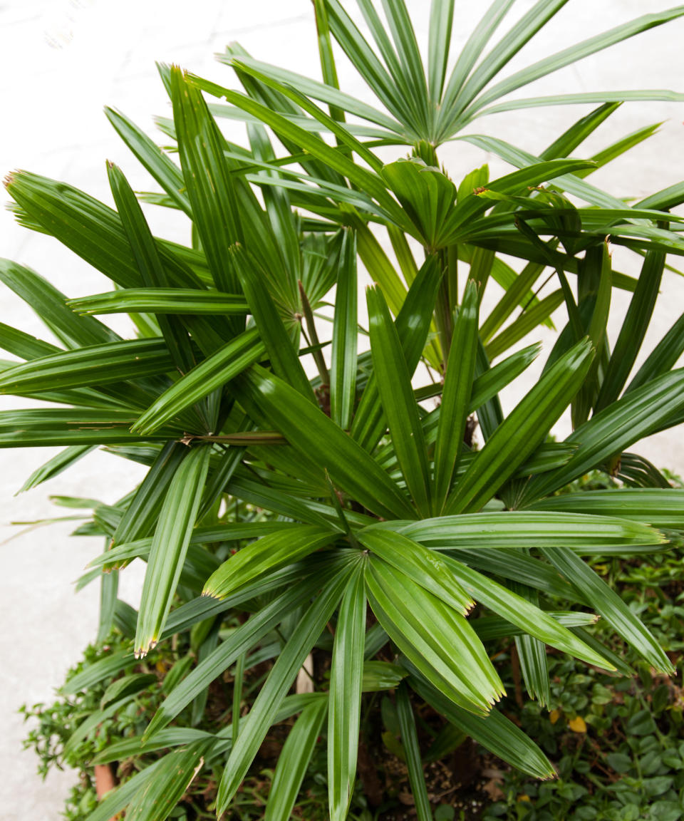 5. Bamboo palm (Rhapsis excelsa)