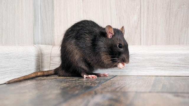 Don't Put Up With Mice In Your Garage Or Basement