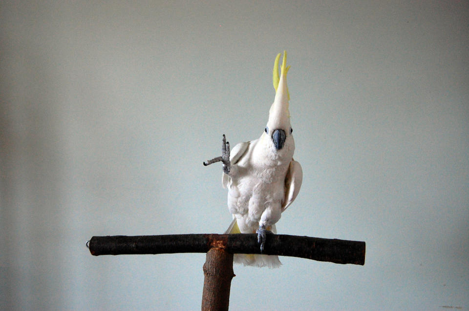 Der tanzende Kakadu Snowball ist auf Youtube zur Berühmtheit geworden. Für die Wissenschaft ist sein Verhalten von Interesse (Bild: Irena Schulz/Bird Lovers Only/dpa )