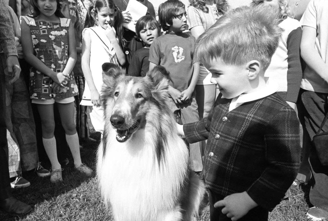March 25, 1972: Three-year-old Robby Masson of Wayzata, Minnesota, pets movie star Lassie as he has picture taken with the Collie on opening day at Six Flags Over Texas in Arlington.