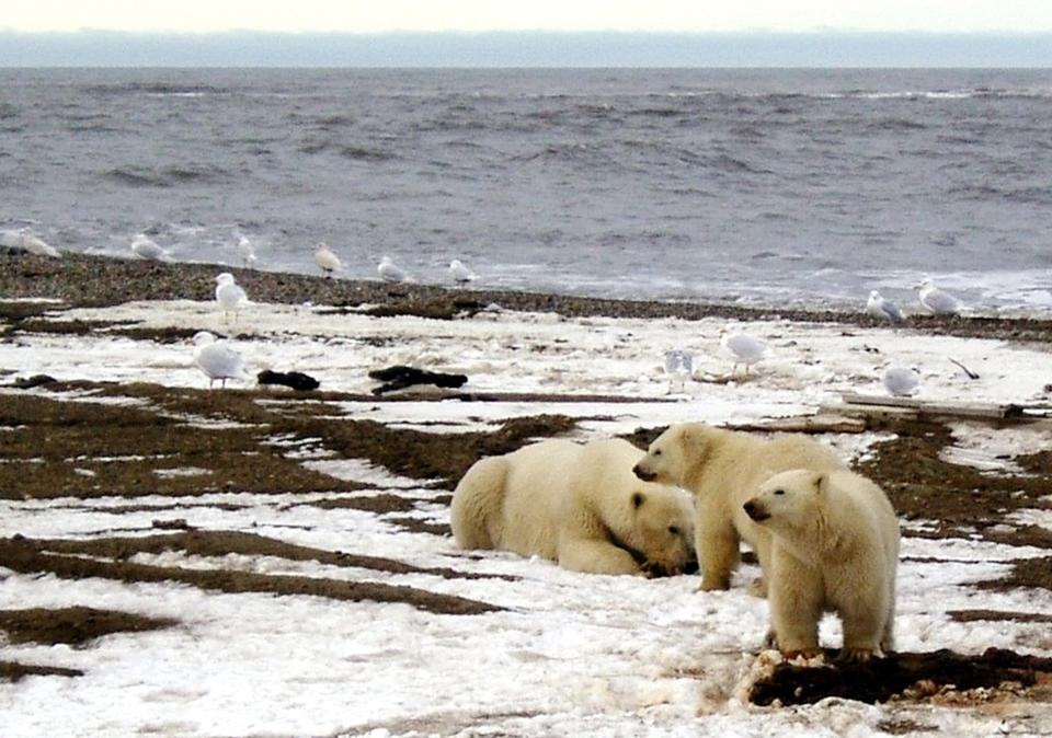 A polar bear and two cubs are seen on the Beaufort Sea coast within the 1002 Area of the Arctic National Wildlife Refuge. (Photo: U.S. Fish and Wildlife Service via Reuters)