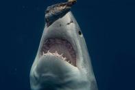 <p>Rencontre entre le photographe Euan Rannachan et le grand requin blanc, en Guadeloupe.</p>