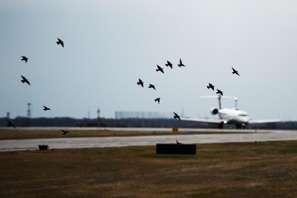 A flock of birds flies as an aircraft approaches at Greenville-Spartanburg International Airport on Nov. 15.