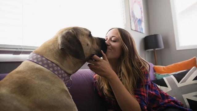 are dog kisses harmful