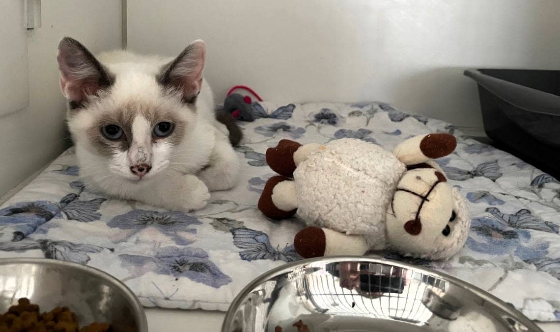 Birdie, a 3-month-old Siamese cat, was a stray rescued in High Point, N.C. Independent Animal Rescue hopes to find her a home where her friend Percy, a medium-haired tuxedo kitten, can also be adopted.