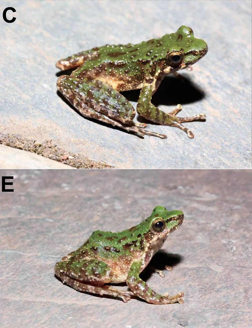 Two Odorrana leishanensis, or Leishan odorous frogs, showing a color variations.