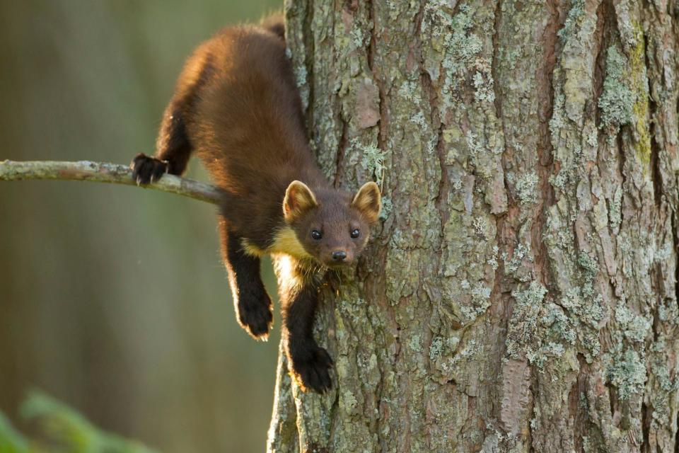 Pine Marten hanging off the tree 