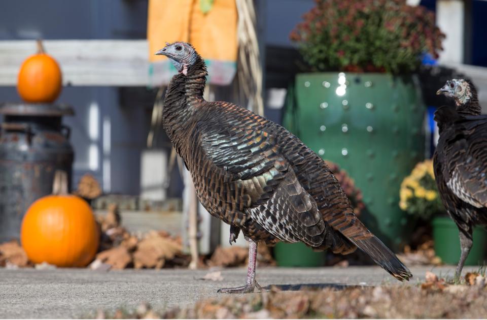 A large group of turkey found along Berkshire Court in Holiday City have been a nuisance to residents.
Toms River, NJ
Wednesday, November 13, 2019 
