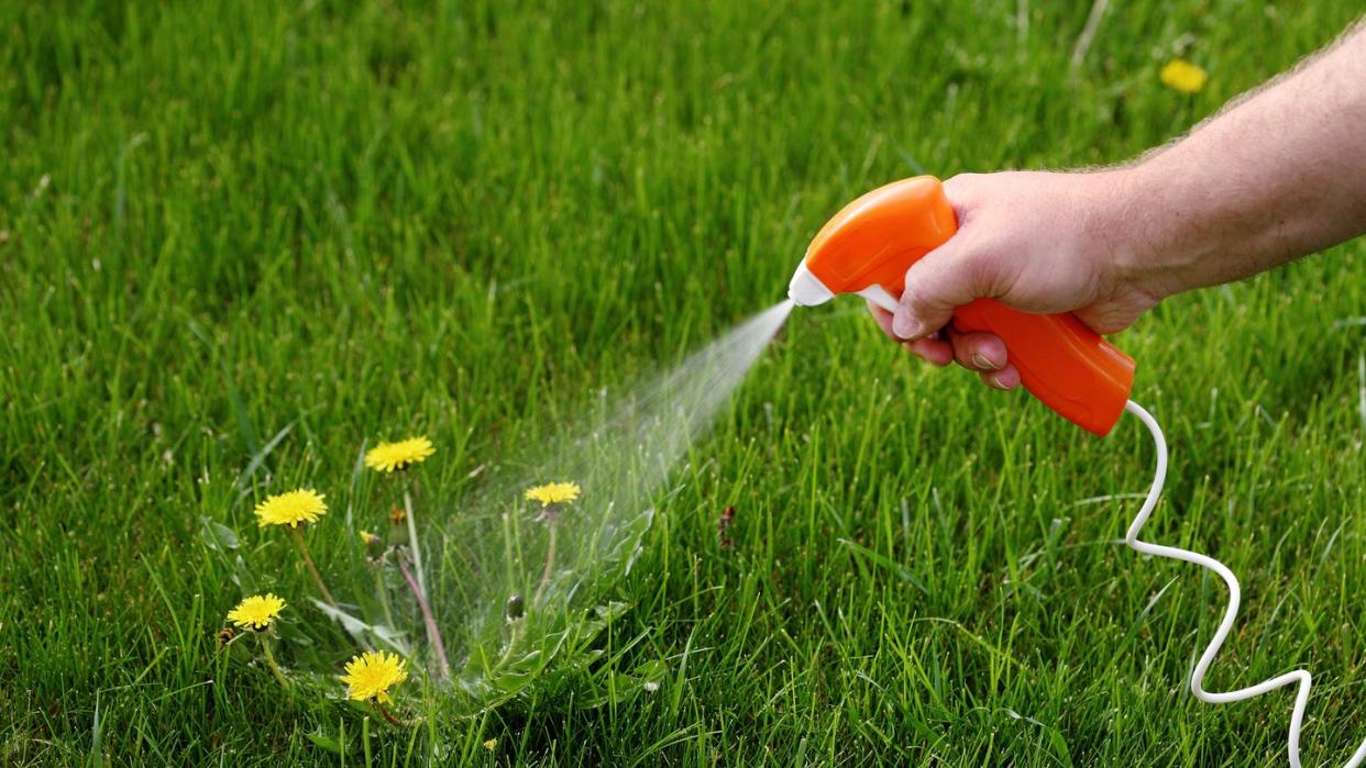 spraying poison on dandelions