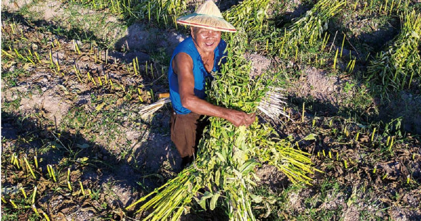 杜碩庭向老農民（如圖）學習將芝麻割下後綑綁成束、日曬逼出芝麻香氣的訣竅。（圖／品牌提供）