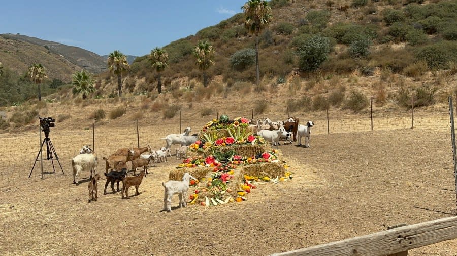 Goats that eat vegetation as a fire prevention strategy were deployed by the San Manuel Fire Department in San Bernardino County on July 23, 2024. (San Manuel Band of Mission Indians)
