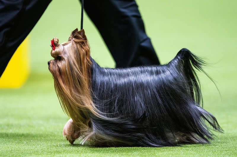 148th Westminster Kennel Club Dog Show, in New York