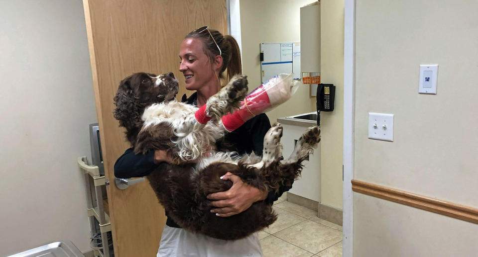 Boomer, the English springer spaniel dog, has been a ray of sunshine in the life of Tia Vargas and her son Porter
