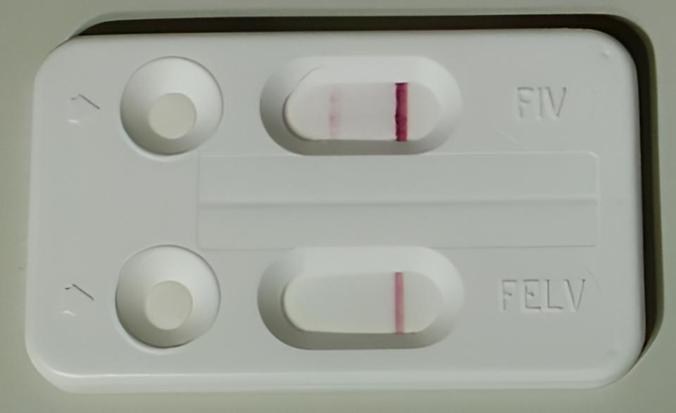 「斑斑」檢驗確診罹患貓愛滋病(FIV)。   圖：新北市動保處提供