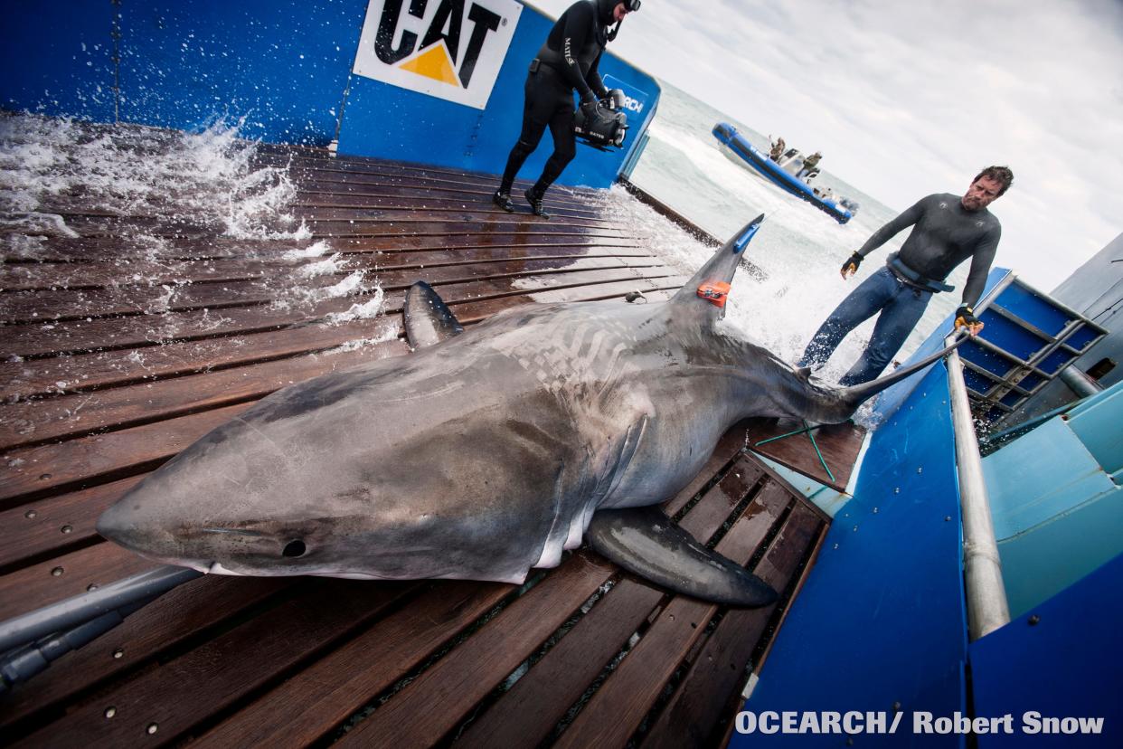 OCEARCH is a nonprofit environmental group that captures, tags and releases sharks to help researchers and the public learn more about the movements and habits of these marine predators. Here, researchers prepare to tag and take samples from Lydia, a 14-foot, 6-inch great white shark that was captured off Florida.