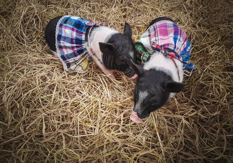 <span class="caption">Micro pigs in skirts.</span> <span class="attribution"><span class="source">PanyaStudio / Shutterstock.com</span></span>