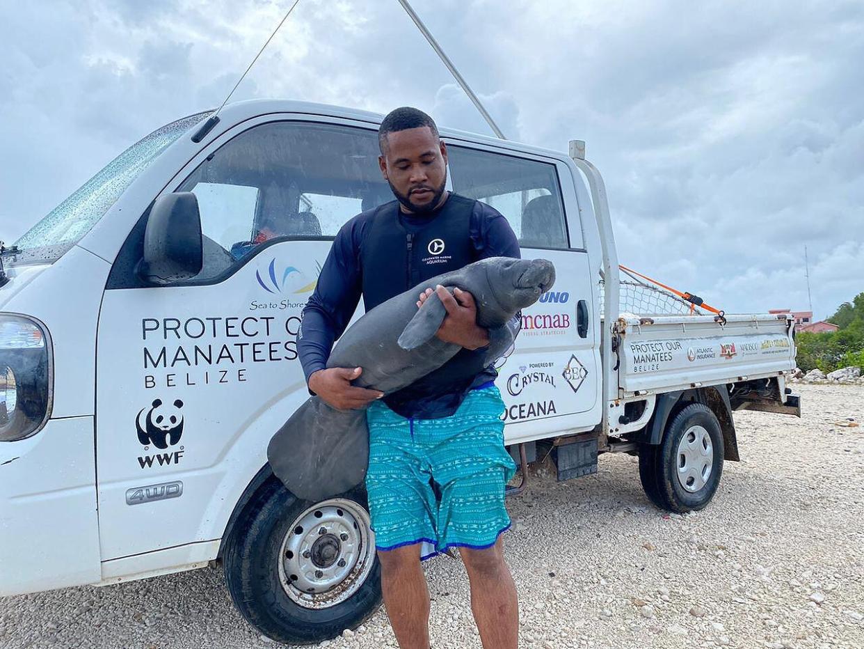 Employees from Clearwater Marine Aquarium Rescue Baby Manatee