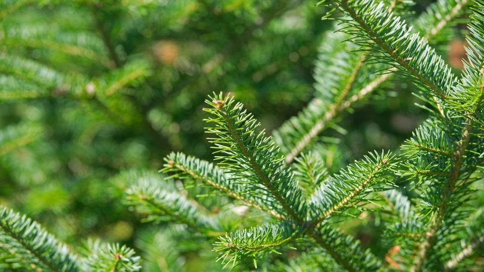 types of christmas trees, balsam fir tree branches