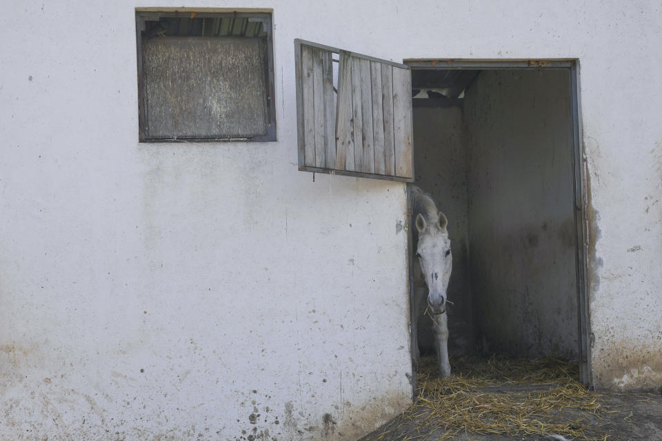 A horse peers out from his stall in the Old Hill, sanctuary for horses in the town of Lapovo, in central Serbia, Wednesday, April 3, 2024. Zeljko Ilicic, 43-year-old Serbian man has set up the only sanctuary for horses in the Balkan country, providing shelter and care for dozens of animals for nearly a decade. Around 80 horses have passed through Ilicic's Staro Brdo, or Old Hill, sanctuary since it opened in 2015. (AP Photo/Darko Vojinovic)