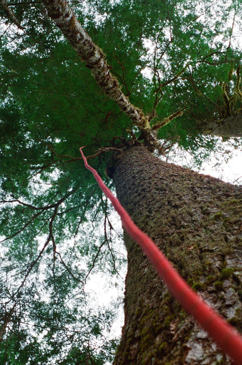 Rope leading up to a tree-sit. Tactics such as tree-sitting, sleeping dragons, and other hard blocks are in place to impede the logging industry from gaining access to the area while also creating a drain on resources in order to delay logging or road-building.