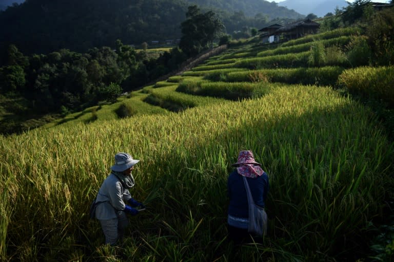 Battling drought, debt and ailments blamed on pesticides, rice farmers in northern Thailand have turned to eco-friendly growing methods despite powerful agribusiness interests in a country that is one of the top exporters of the grain in the world