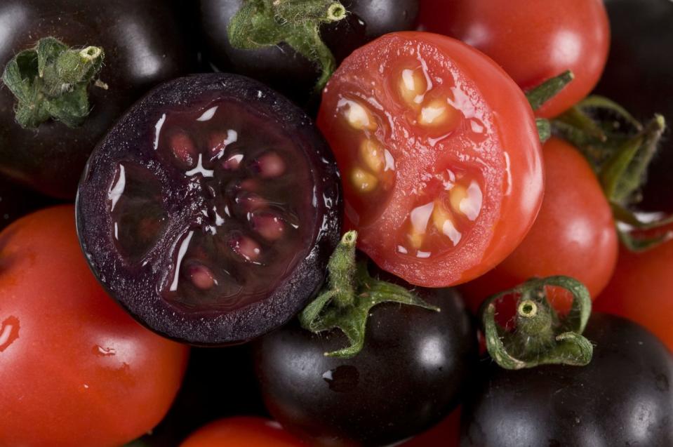 scientists engineer cancer fighting purple tomatoes