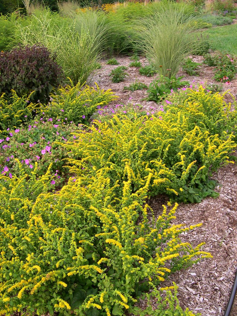 'Golden Fleece' is one of the smaller goldenrods for the garden. Topping out at about 12 inches tall, it offers characteristic bright yellow/gold flowers in late summer.