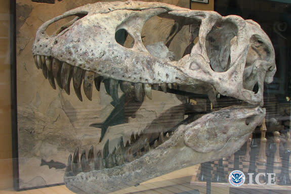 Special agents with Homeland Security Investigations seized this <i>Tarbosaurus</i> skull from a home owned by the fossil dealer Rick Rolater.
