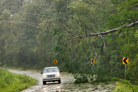A car navigates around a toppled tree resting on utility wires after Hurricane Florence struck in Winnabow, North Carolina, U.S., September 15, 2018. REUTERS/Jonathan Drake
