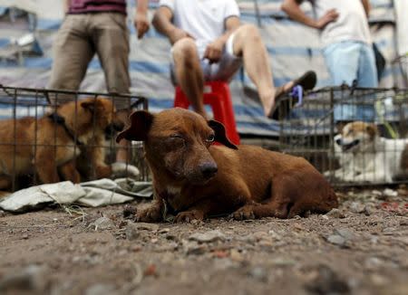 Dogs for sale are seen in Dashichang dog market ahead of a local dog meat festival in Yulin, Guangxi Autonomous Region, June 21, 2015. REUTERS/Kim Kyung-Hoon