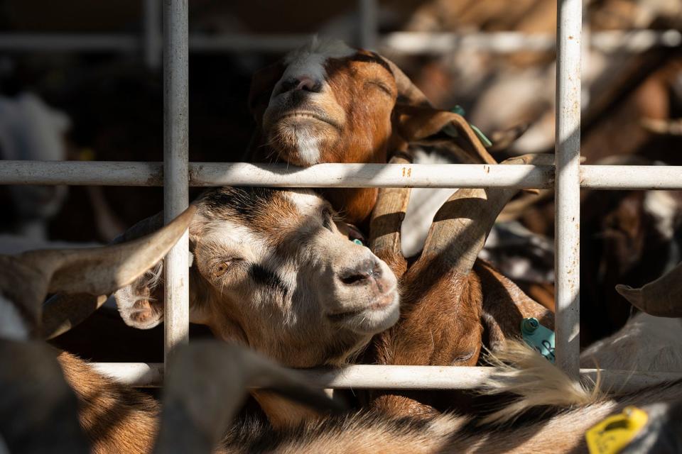 Goats from Rent-A-Ruminant wait in a trailer Wednesday shortly before being released to graze along the hike-and-bike trail near Austin High School.