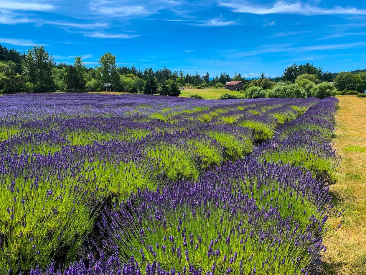 a field of purple flowers