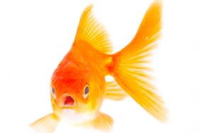 gold fish. isolation on the...