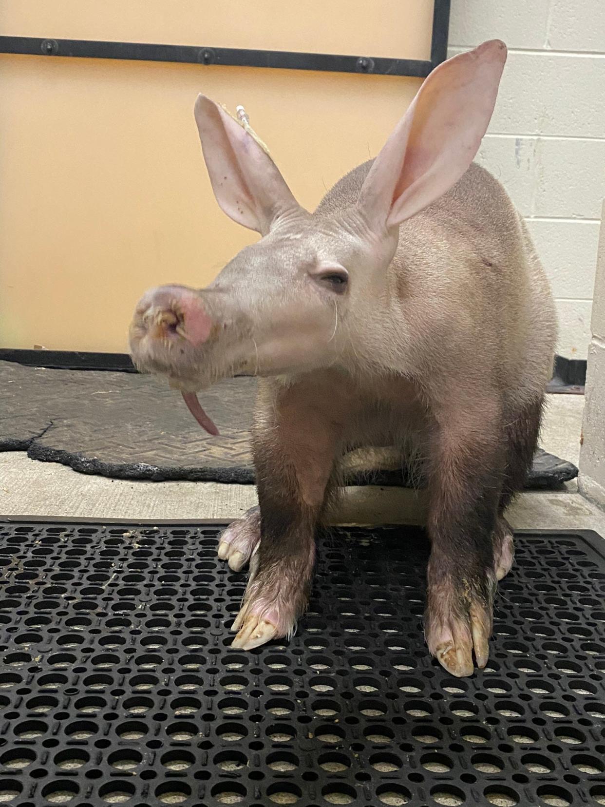 Ali, an 18-year-old aardvark at the Cincinnati Zoo & Botanical Garden, received a life-saving blood transfusion last month.