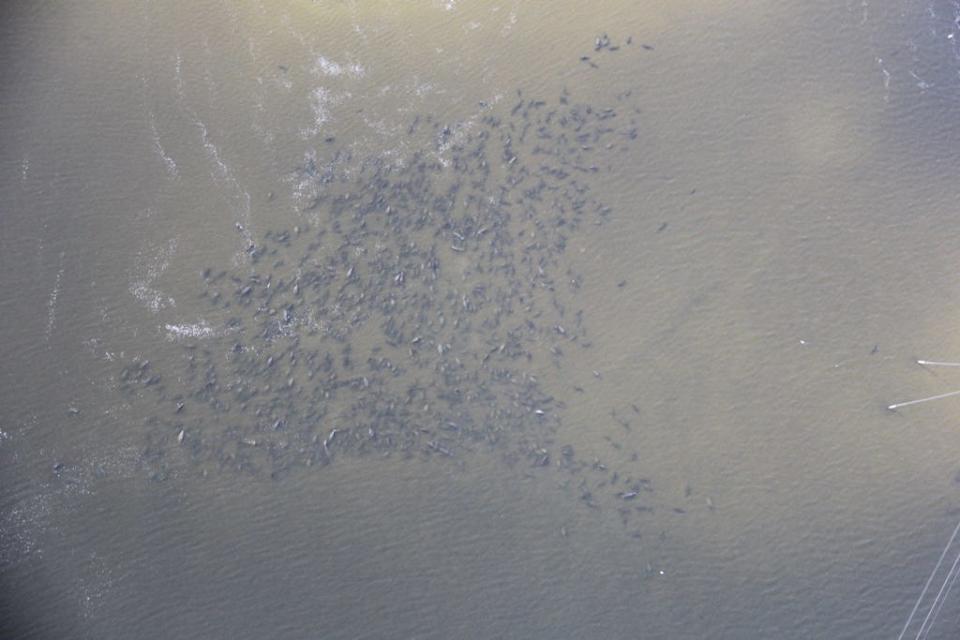 Dr. John Reynolds, a marine mammal biologist, took this aerial photo at the Cape Canaveral Energy Center in Port St. John during a statewide manatee survey in December 2014. FAU researchers recently developed a cheaper, faster way of counting manatees using artificial intelligence.