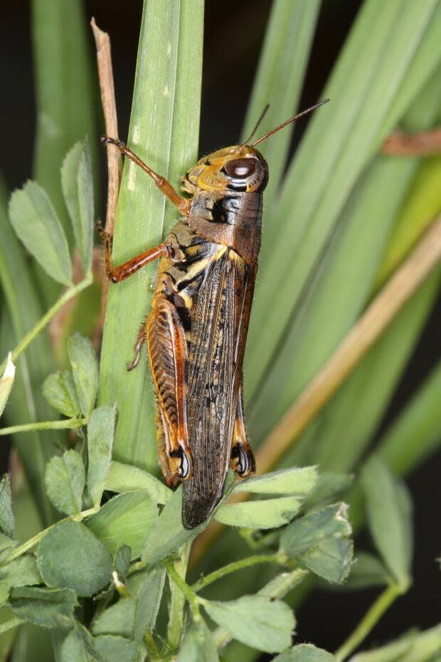 The Bruner's spur-throated grasshopper has a pattern of emerging in the Peace River region in large numbers in odd years, giving farmers and ranchers a reprieve in even years.