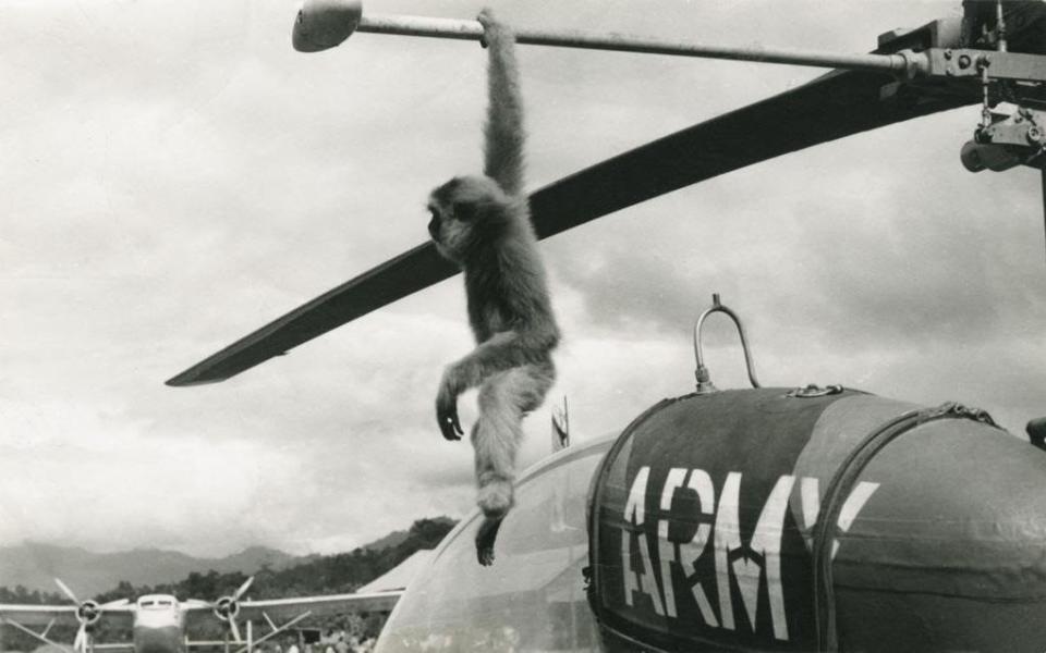 Charteris's pet gibbon Shak