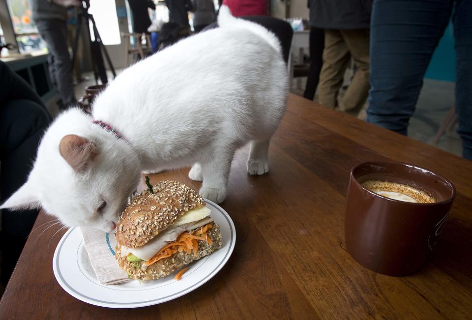 A cat smells a sandwich at the cat cafe in New York