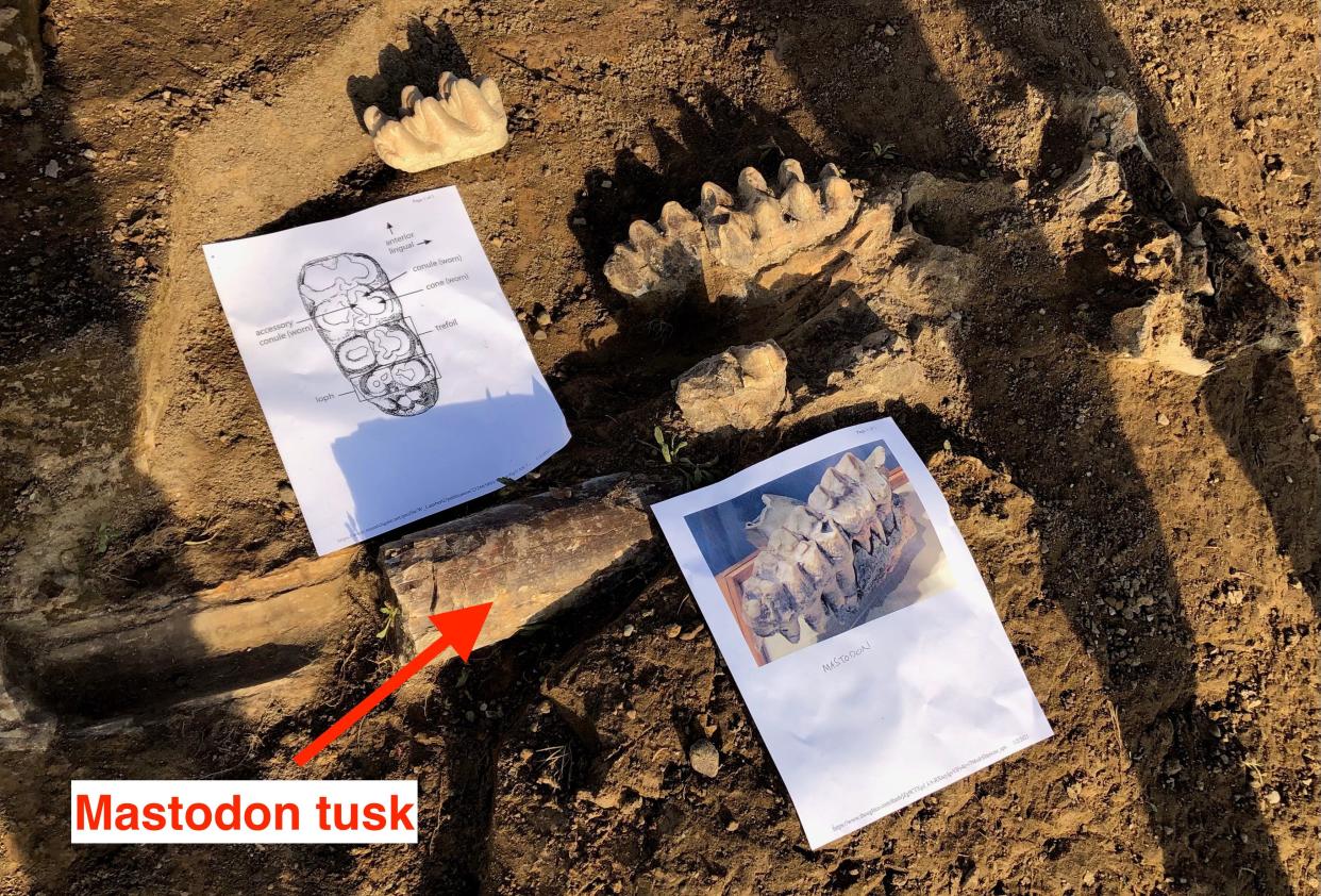 Mastodon skull in ground photo by East Bay Municipal Utility District