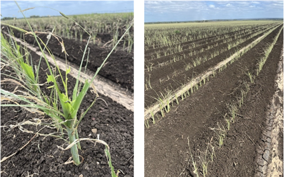 Crops decimated by Fall armyworm in central Queensland pictured 